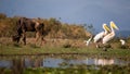 Safari en ÃÂfrica, safari animals, pelicans, antelopes, safari africa, wild animals